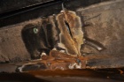 DSC 0020.jpg